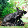 Bronze Pig Family Sculpture