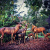 Bronze Deer Herd of Six Sculpture Set