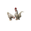 Bronze Rooster & Chicken Sculpture Set