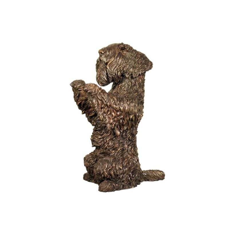 SRB058452 Begging Schnauzer